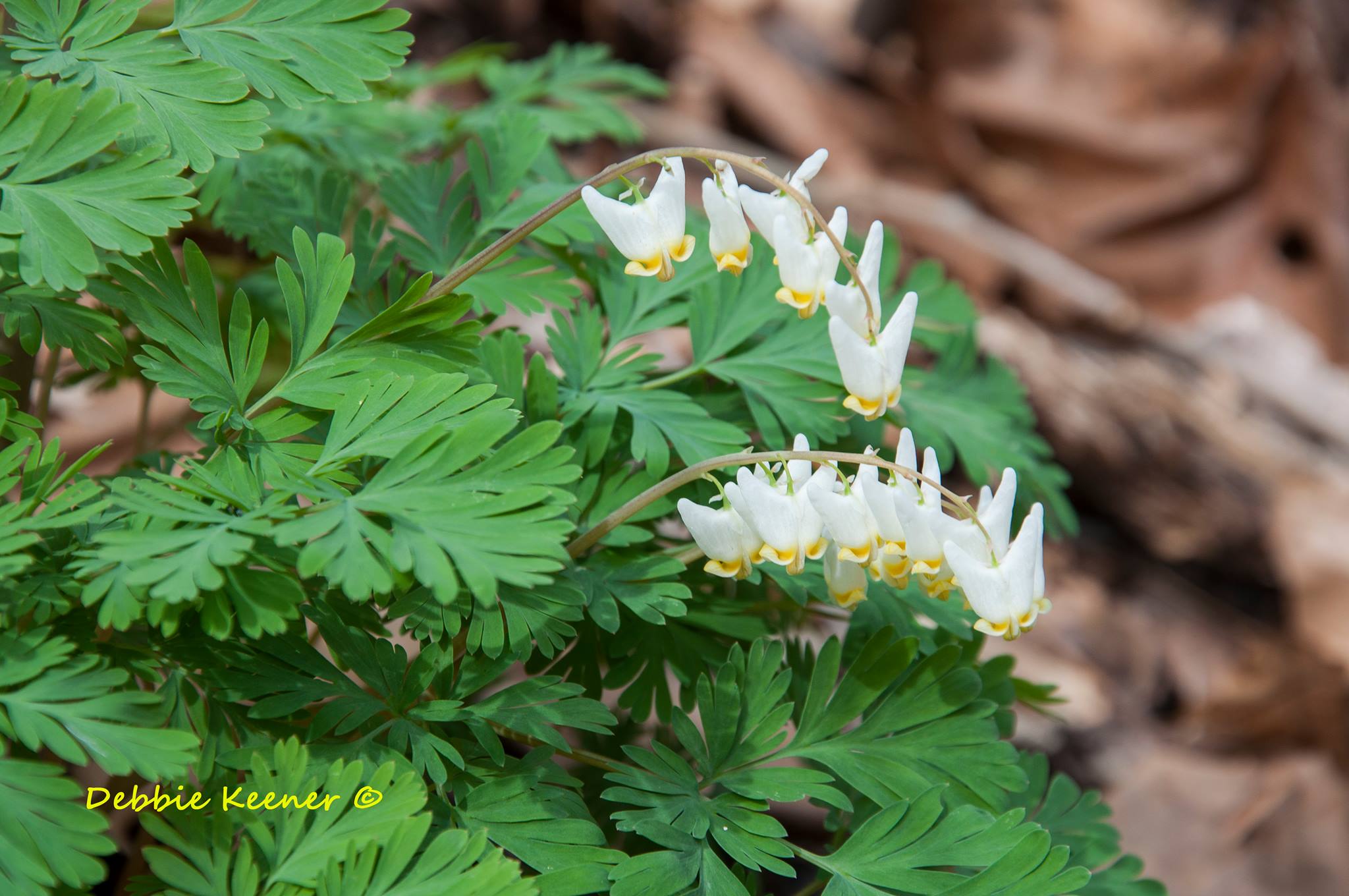 10th-annual-take-a-walk-on-the-wild-side-nature-hike-st-albans-wv